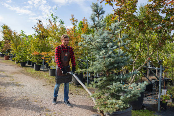 The Steps Involved in Our Tree Care Process in Hartford, MI